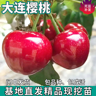 大连樱桃树苗南北方地栽庭院盆栽特大嫁接车厘子果树活苗当年结果