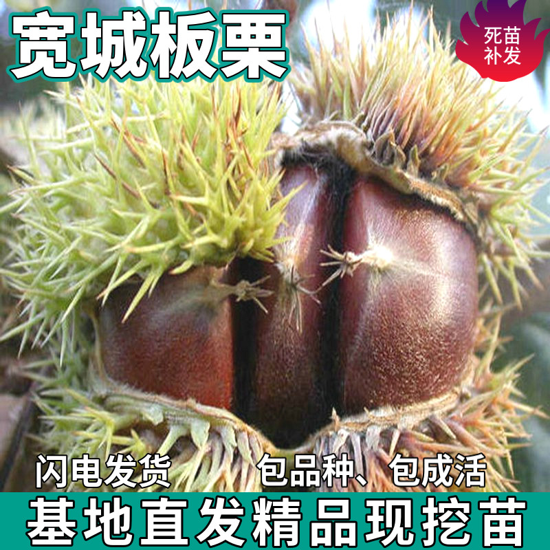 宽城板栗树苗南北方地栽种植薄壳盆栽嫁接特大果甜板栗苗当年结果