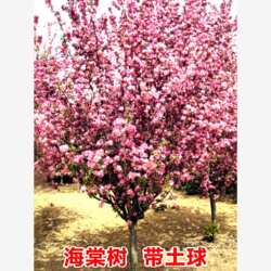 海棠树苗庭院地栽高杆西府垂丝海棠花树苗耐寒植物盆栽花卉海棠果