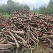 广西荔枝木柴晒干柴火原木材100斤篝火晚会壁炉取暖烤鸭果木 包邮