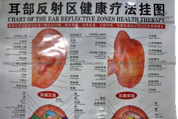 塑料防水高清耳部反射区健康疗法挂图耳朵部穴位图耳穴按摩图双面