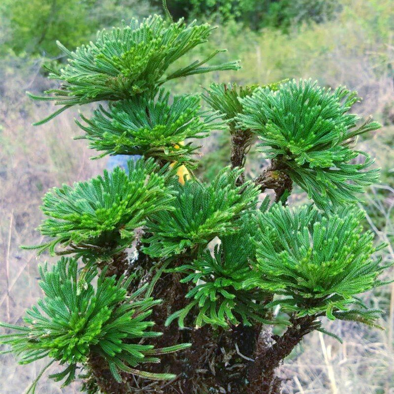九死还魂草阳台办公桌好养复活草小叶卷柏盆景盆栽微假山绿色植物