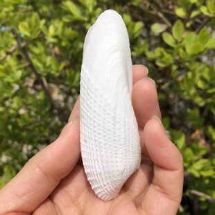 天然贝壳海螺天使之翼螺海鸥蛤白色扇贝鱼缸水族造景装饰家居工艺