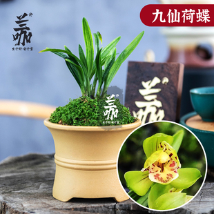 翁源兰花袖珍小兰草建兰九仙荷蝶开花高荷瓣花兰草小盆景送礼绿植