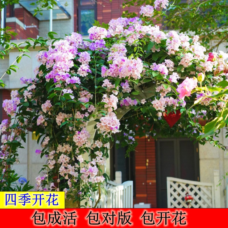 攀援植物蒜香藤紫铃藤 苗奇特藤本花多好养S阳台庭院爬藤植物