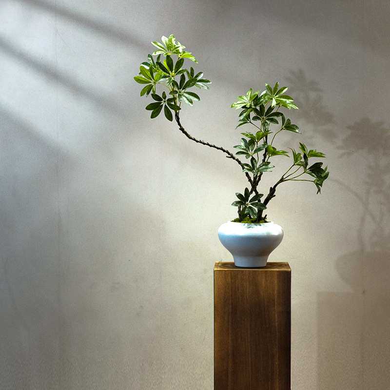 鸭脚木仿真绿植高端轻奢桌面客厅茶室玄关装饰假花小型盆栽景摆件