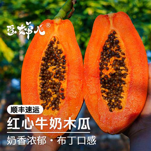 蛋婶儿海南红心牛奶木瓜新鲜下奶冰糖应季水果树上熟鲜果木瓜饮