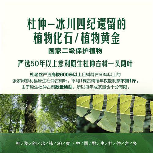 有杜茶杜老丝富硒杜仲古树黑茶张家界慈利野生杜仲叶绿原酸睡眠
