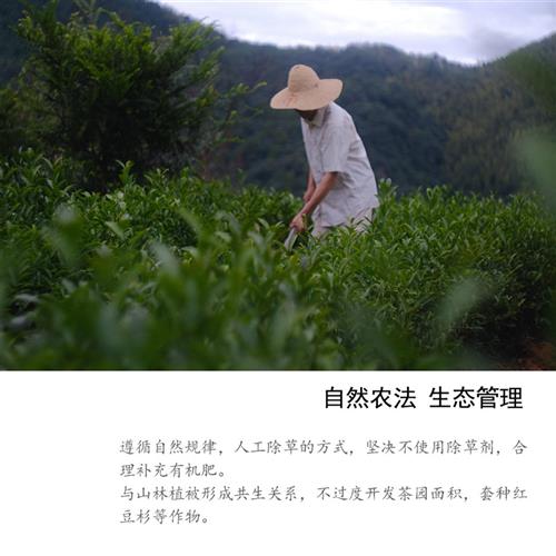 武夷山正岩肉桂岩茶特级正宗高山生态大红袍花香罐装250g功夫散茶