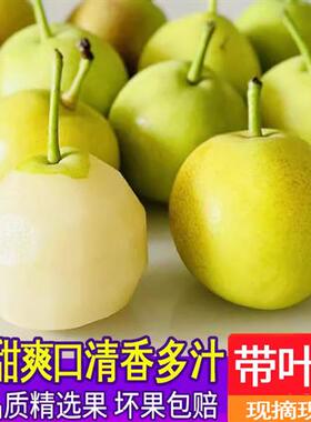 蜜雪老树玉露香梨+云南蜂糖蜂蜜梨小糖梨新鲜水果青梨腚梨子