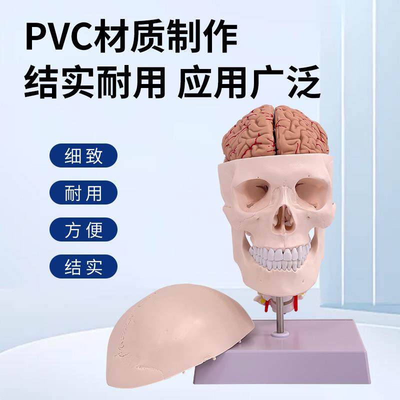 人380体头骨模型1：1头骨颈椎模型头骨脑模型大附脑解剖附模型,文具电教/文化用品/商务用品,教学标本/模型,淘宝优惠券,粉丝福利购,淘宝优惠卷