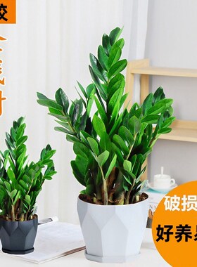 金钱树盆栽植物室内好养花卉客厅四季办公室大发财树招财绿植盆景