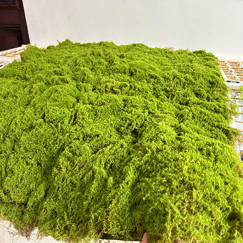 仿真苔藓草皮绿色青苔草坪装饰绿植墙微景观造景橱窗拍摄地毯