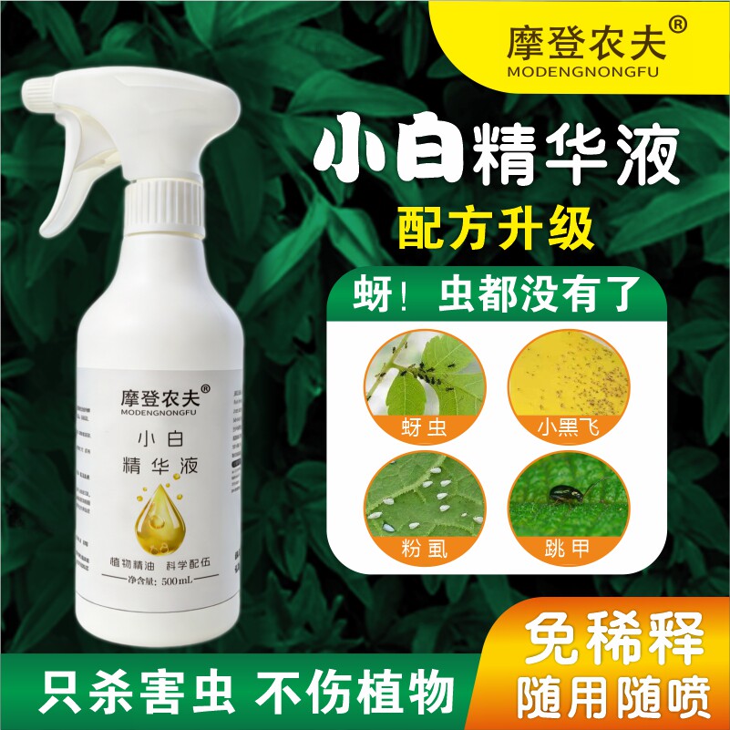 摩登农夫小白月季玫瑰小黑飞天然食用香辛料原料幼宠安全