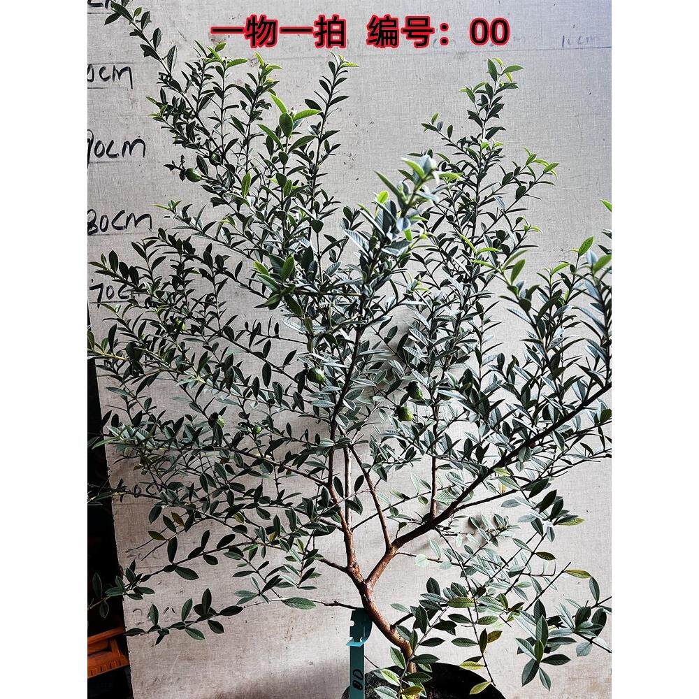 台湾小叶番石榴树苗 迷你小芭乐老品种四季结果盆栽地栽带土带叶