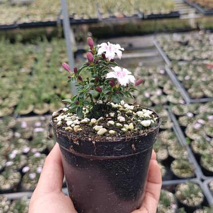 紫花六月雪盆景悬崖素材苗石来转运微型小盆栽绿植花卉红色