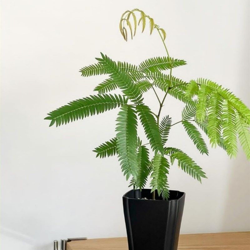 密叶猴耳环含羞树小豆树害羞猴子鸡髯豆网红室内盆栽绿植观叶阳台,鲜花速递/花卉仿真/绿植园艺,绿植,淘宝优惠券,粉丝福利购,淘宝优惠卷