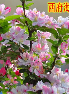 绿化树苗庭院观赏海棠树苗花苗西府海棠贴梗海棠垂丝海棠当年开花