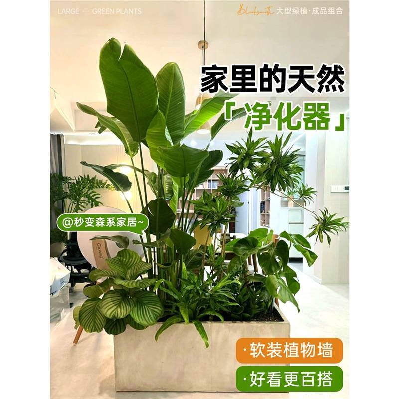 大型绿植成品组合盆栽室内客厅阳台玄关隔断造景橱窗落地大号植物