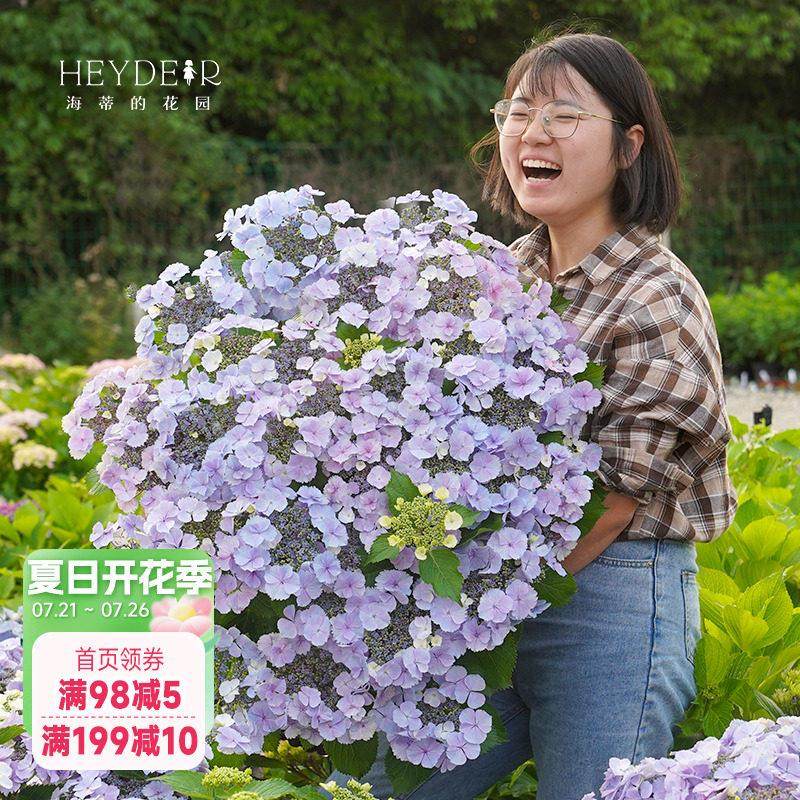 海蒂的花园绣球花苗盆栽无尽夏万华镜花手鞠重瓣好养阳台花卉,3C数码配件,USB多功能数码宝,淘宝优惠券,粉丝福利购,淘宝优惠卷
