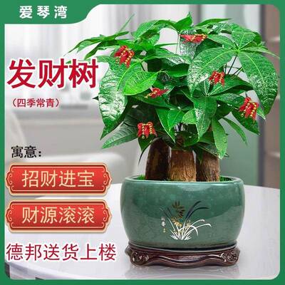 财礼树盆栽室内植物公ILV招财客厅办室桌面绿发植四季好养活开业