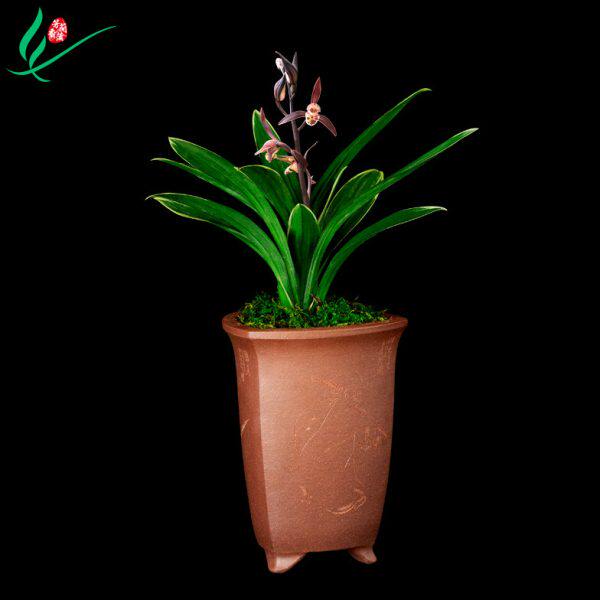 墨兰矮种达摩爪兰花苗浓香卉盆景栽土绿带草植物花苞名贵叶艺金边