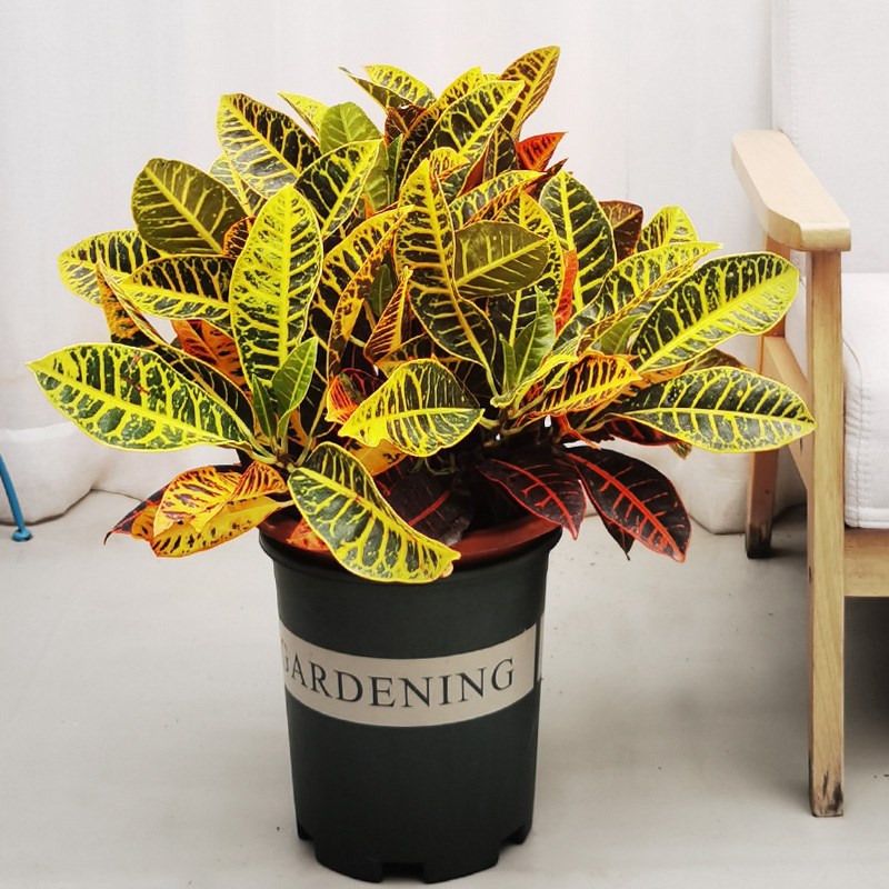 七彩变叶木盆栽招财变色木本植物室内外易活花叶绿植花.园阳台花
