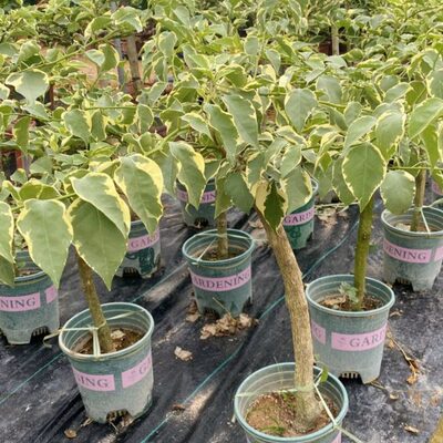 马斯 三角梅带花 原盆原土 老桩原生嫁接 棒棒糖   40杆60杆80杆