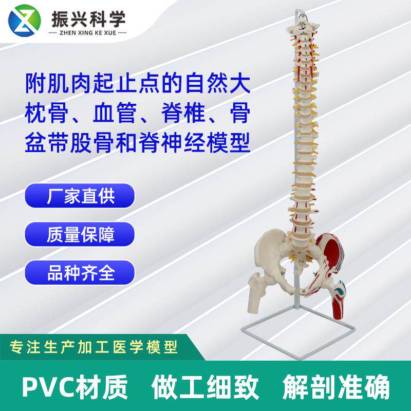 附肌肉起止点的自然大枕骨血管脊椎骨盆带股骨和脊神经模型