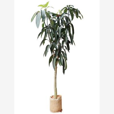 四季芒果树苗贵妃金煌地