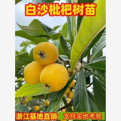 白沙枇杷树苗南北方庭院