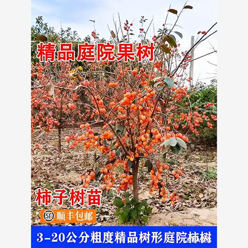 脆甜无核柿子树果苗太秋