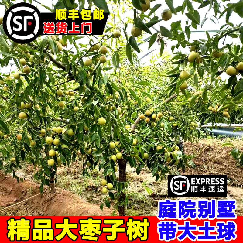 特大枣树活苗带土球当年结果超甜沾化冬枣庭院地载嫁接大枣树果苗