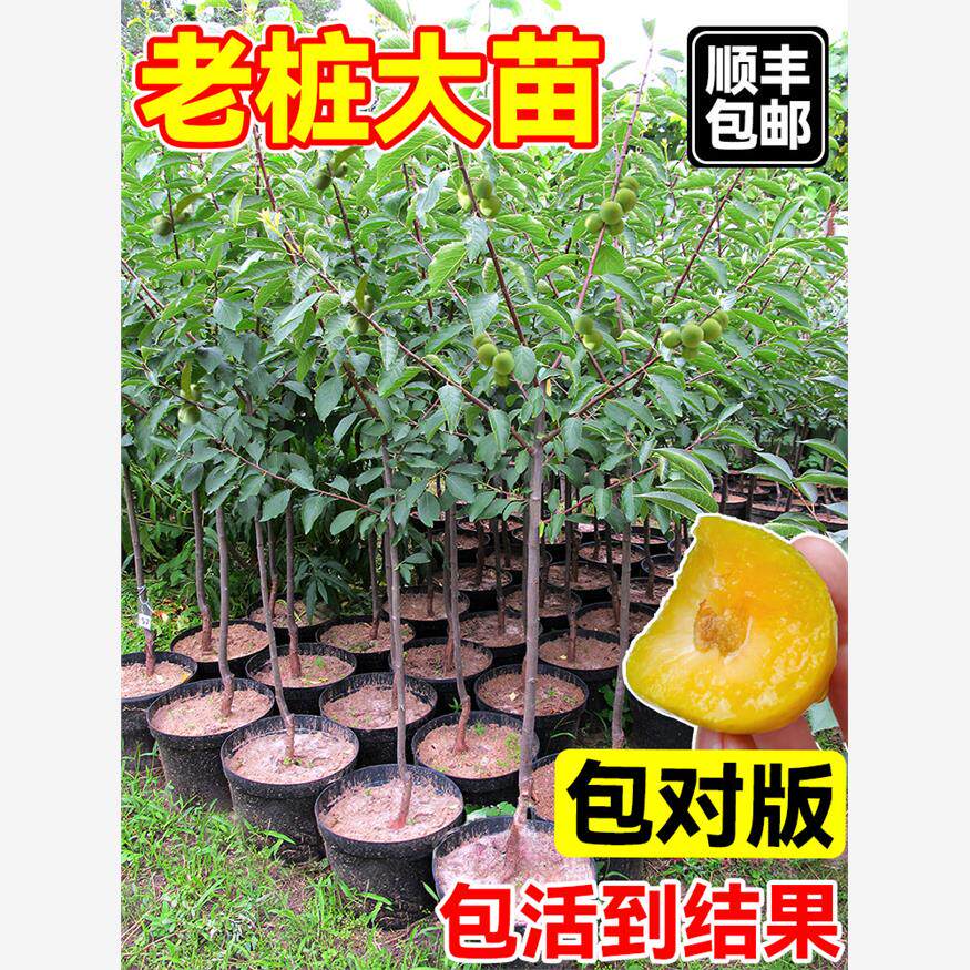 正宗蜂糖李子树苗新品种南北方种植嫁接树苗三华李红心脆李果树苗