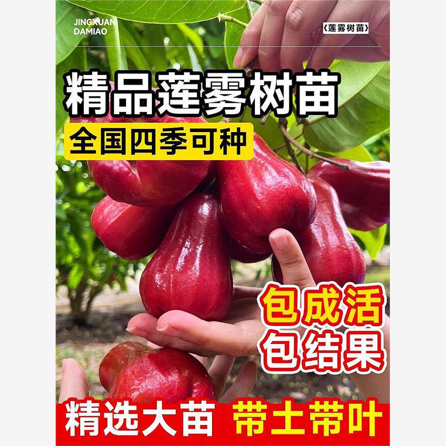 特大黑金刚莲雾果树果苗当年结果水果苗南方北方四季种植庭院