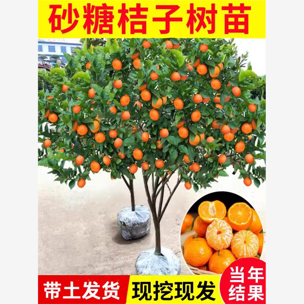 无籽沙糖橘苗橘子树砂糖橘树苗盆栽地栽桔子树苗南方果树橘子苗树