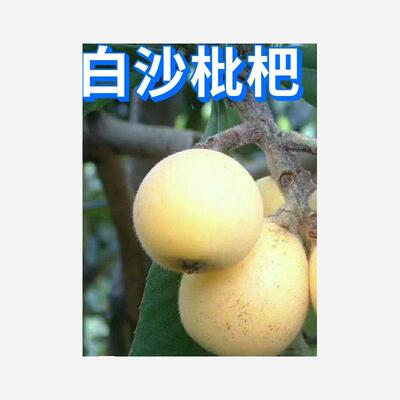 白沙枇杷苗嫁接庭院地载树苗南北方种植特大盆栽耐寒四季当年结果