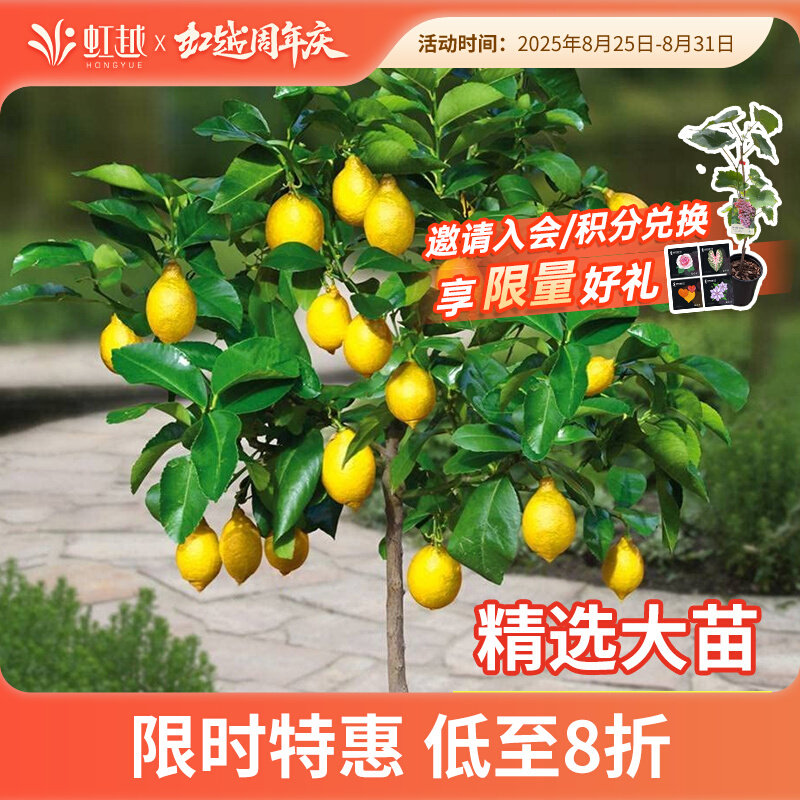 柠檬树苗盆栽南北方种植