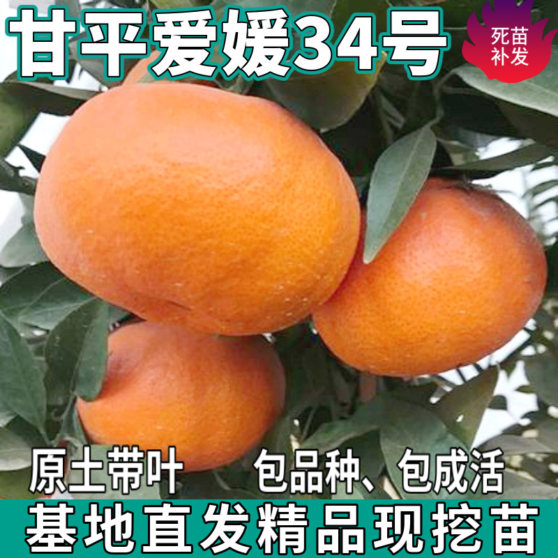 甘平柑橘树苗盆栽地栽南北方无籽桔子嫁接爱媛34号橘子苗当年结果