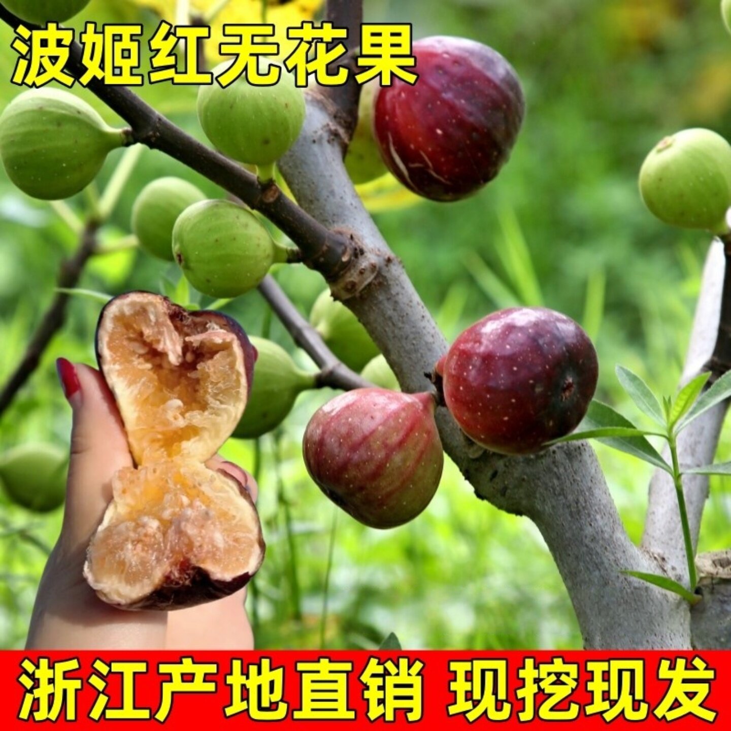 无花果树苗波姬红无花果苗特大无花果苗庭院盆栽地栽种植现挖现发
