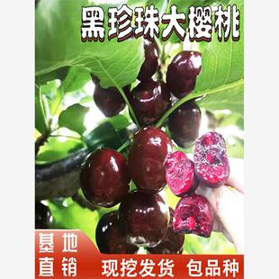 黑珍珠大樱桃苗南北方庭院阳台盆栽地载种植嫁接乌皮樱桃当年结果