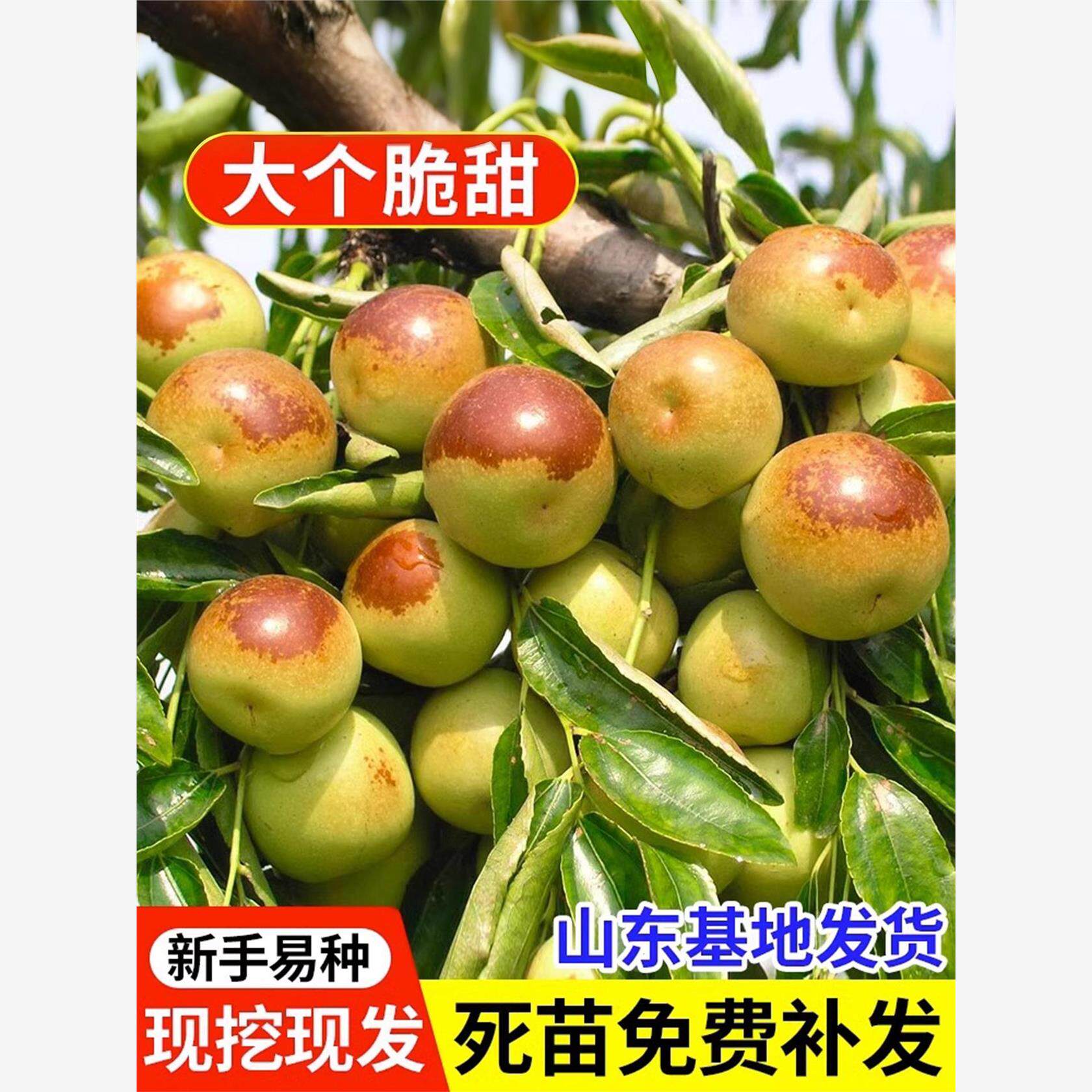 枣树果树果苗特大冬枣红枣青枣南方北方盆栽地栽庭院四季种植大树