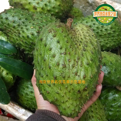 红毛榴莲\刺果番荔枝越南