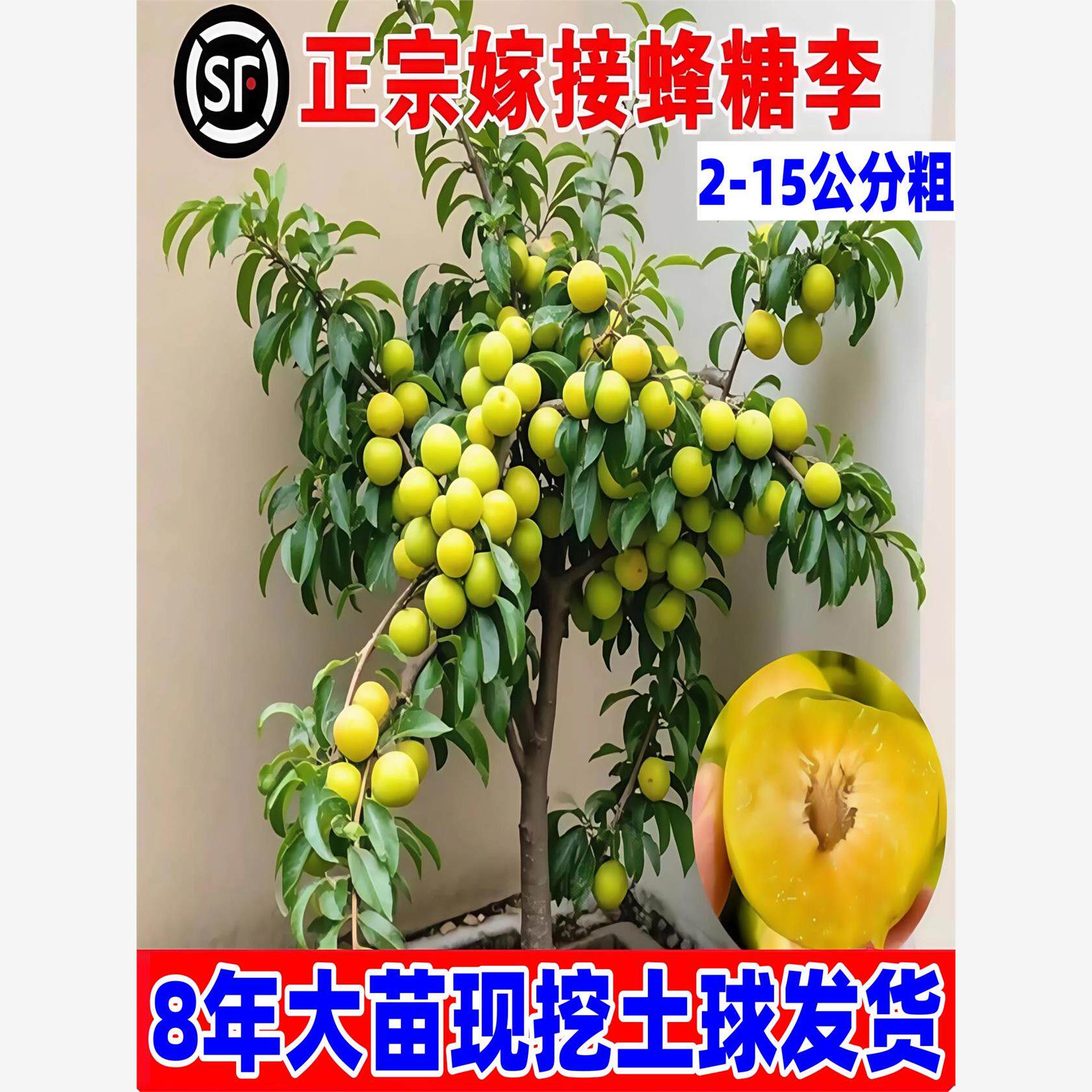 正宗蜂糖李子树苗新品种黄金奈恐龙蛋李三华李特大号南方北方种植