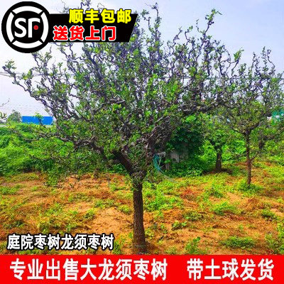 特大龙须枣树苗南方北方庭院别墅种植造型古树盘龙枣龙爪枣树活苗