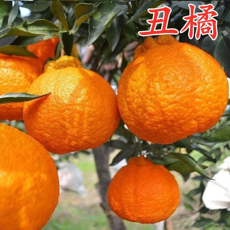 丑橘树苗南北方庭院地栽不知火丑橘树果苗盆栽嫁接带原土当年结果