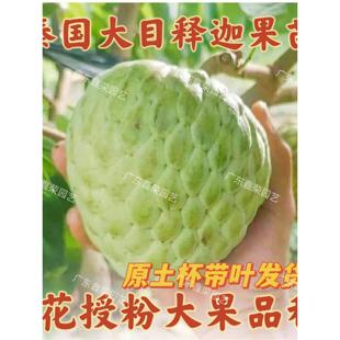 泰国大目释迦果苗番荔枝大果嫁接苗新品种佛头果树苗自花授粉