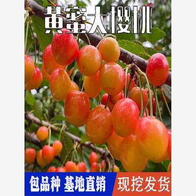 黄蜜樱桃苗南北方庭院地