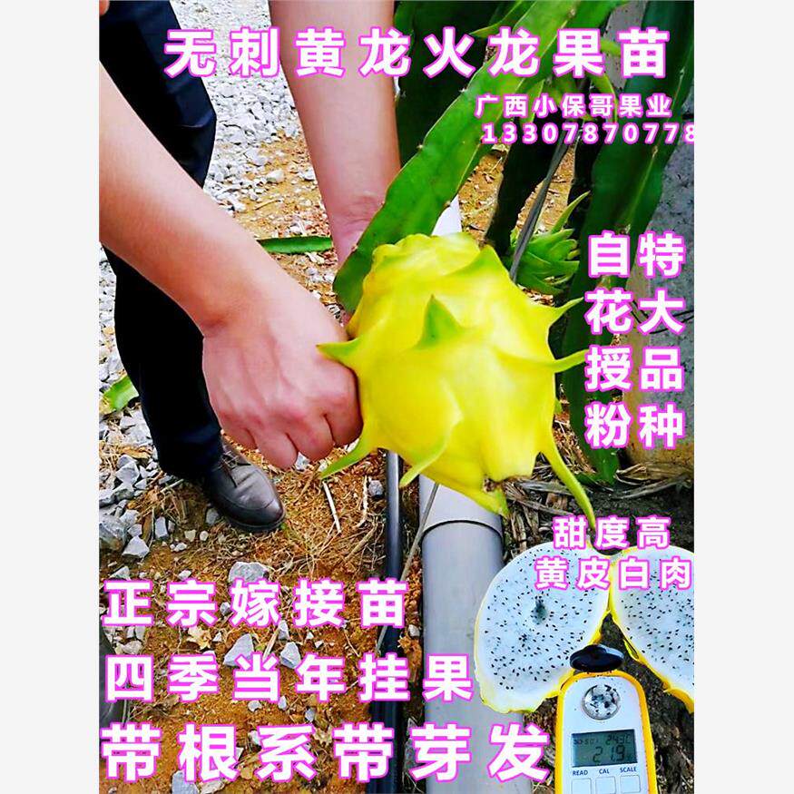 无刺黄龙火龙果苗嫁接特