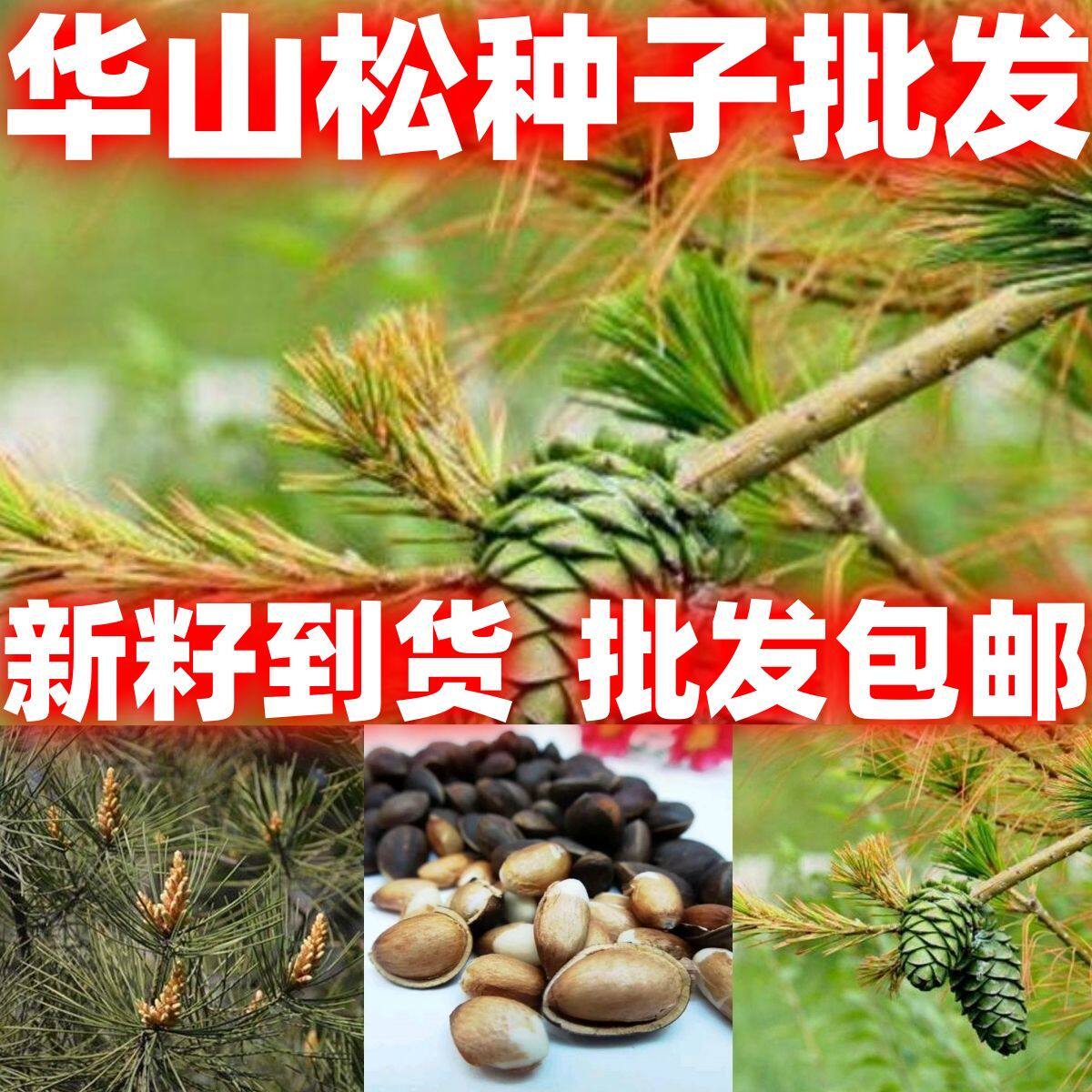 当季新籽华山松种子当年新采松树种籽林木种子好看种子华山松种子